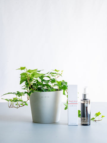 THANNフレグランスミストAW×アイビー 緑（ヘデラ） Table-M