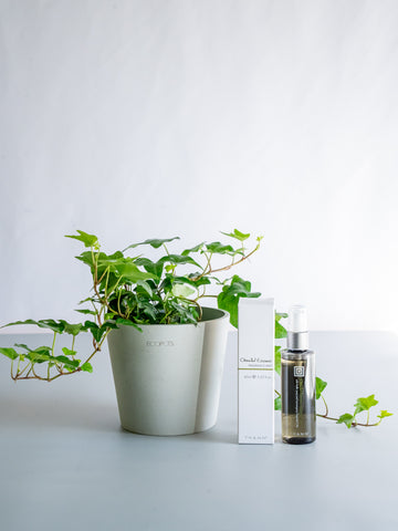 THANNフレグランスミストOE×アイビー 緑（ヘデラ） Table-M