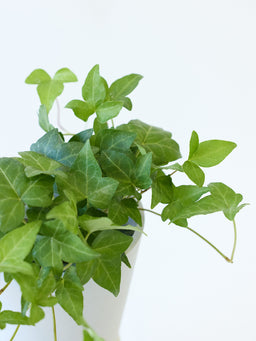 アイビー 緑（ヘデラ） Table-M