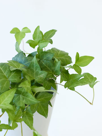 アイビー 緑（ヘデラ） Table-M