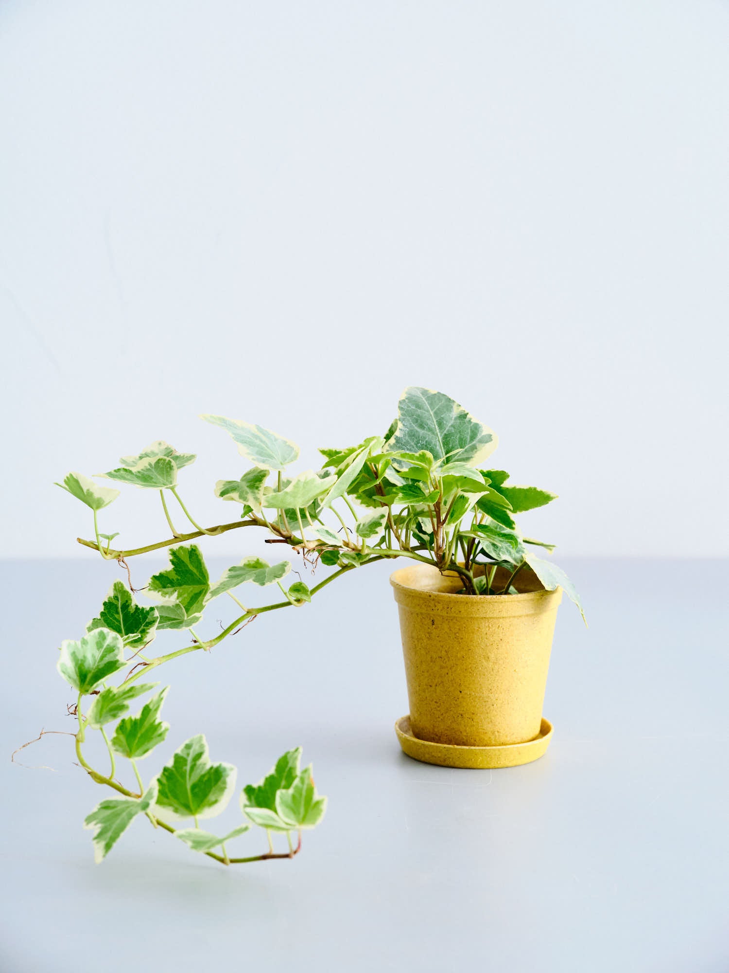 【クリアプランツ】アイビー 斑入り（ヘデラ） Baby