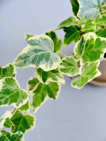 【クリアプランツ】アイビー 斑入り（ヘデラ） Baby