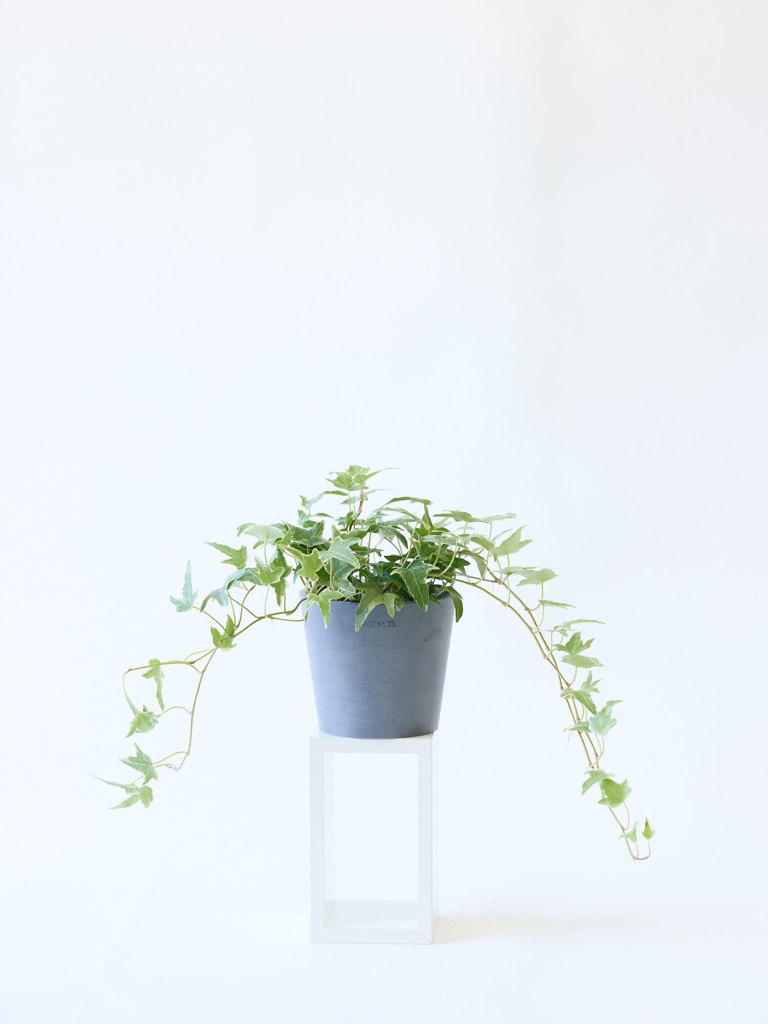 アイビー 斑入り（ヘデラ） Table-M