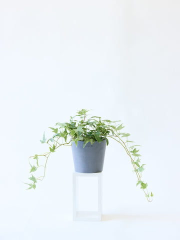 アイビー 斑入り（ヘデラ） Table-M