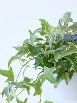 アイビー 斑入り（ヘデラ） Table-M