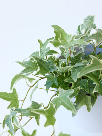 アイビー 斑入り（ヘデラ） Table-M