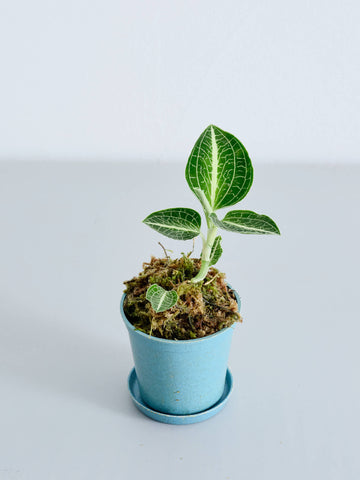 ジュエルオーキッド（アネクトキルス ロクスバーギー）Baby