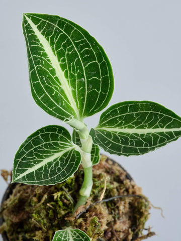 ジュエルオーキッド（アネクトキルス ロクスバーギー）Baby