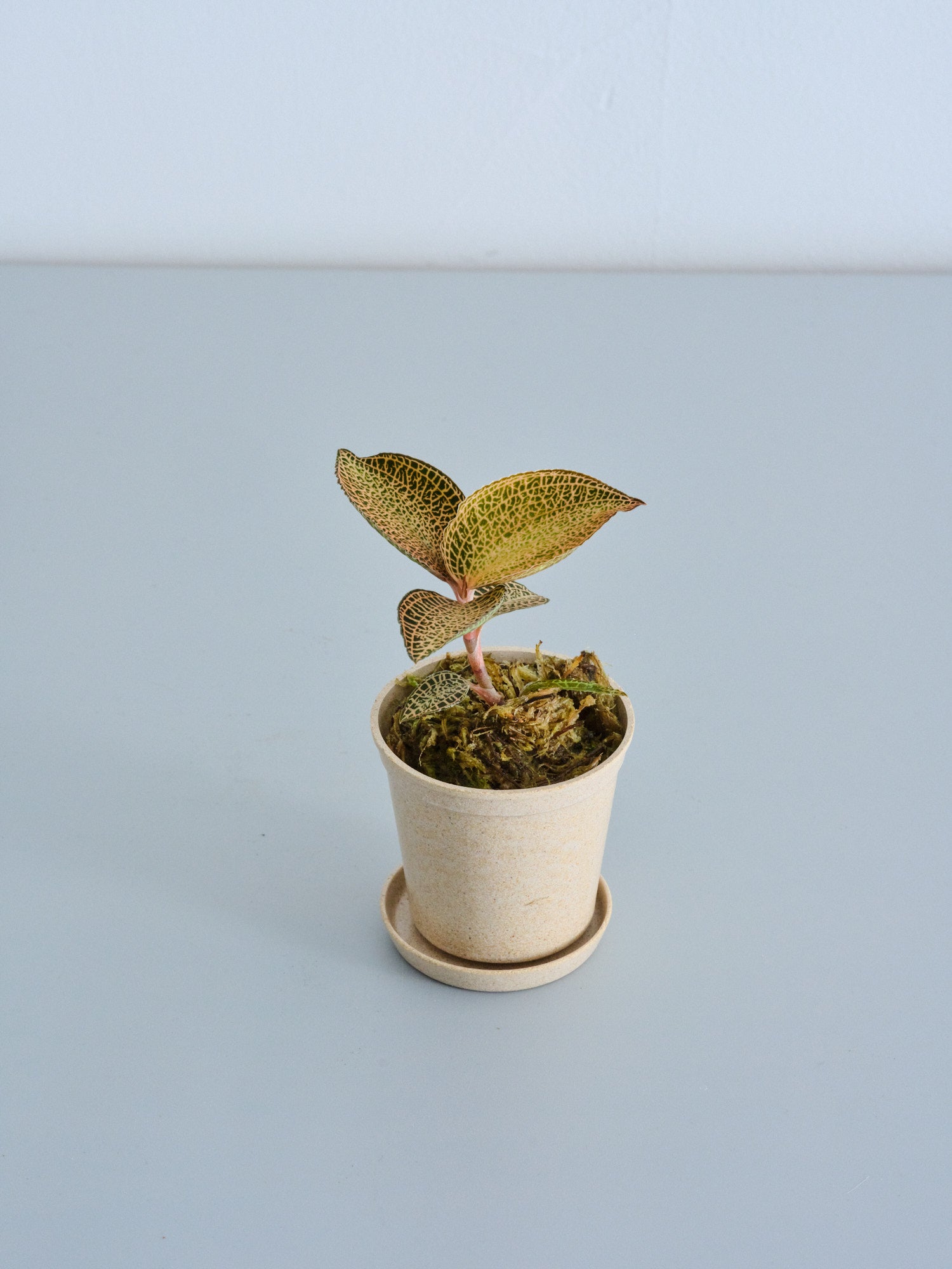 ジュエルオーキッド（アネクトキルス ロクスバーギー ゴールドベイン）Baby