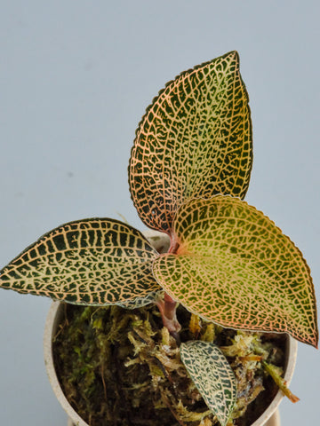 ジュエルオーキッド（アネクトキルス ロクスバーギー ゴールドベイン）Baby