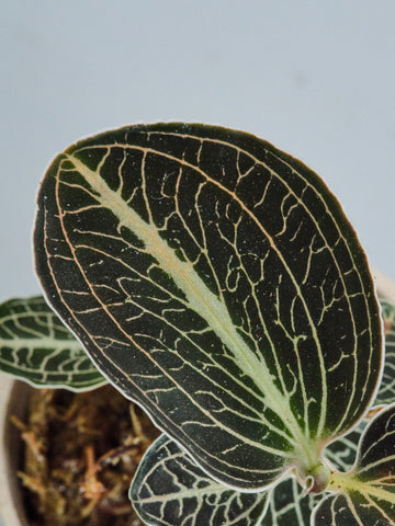 ジュエルオーキッド（アネクトキルス ロクスバーギー ローズゴールド）Baby