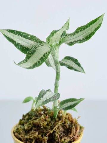 ジュエルオーキッド（アスピドギネ アルゲンティア）Baby　