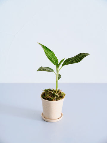 ジュエルオーキッド（ルディシアディスカラー）Baby　