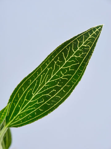 ジュエルオーキッド（ルディシアディスカラー）Baby　