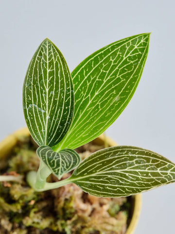 ジュエルオーキッド（ルディシア トリカラー）Baby　