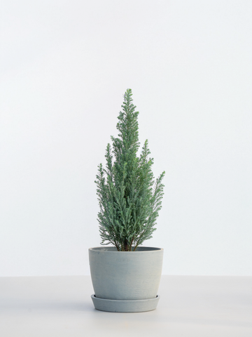 ローソンヒノキ Table-L