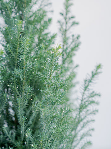 ローソンヒノキ Table-L