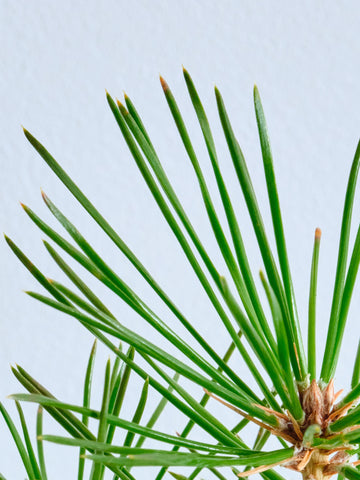 盆栽  三河黒松  Table-S