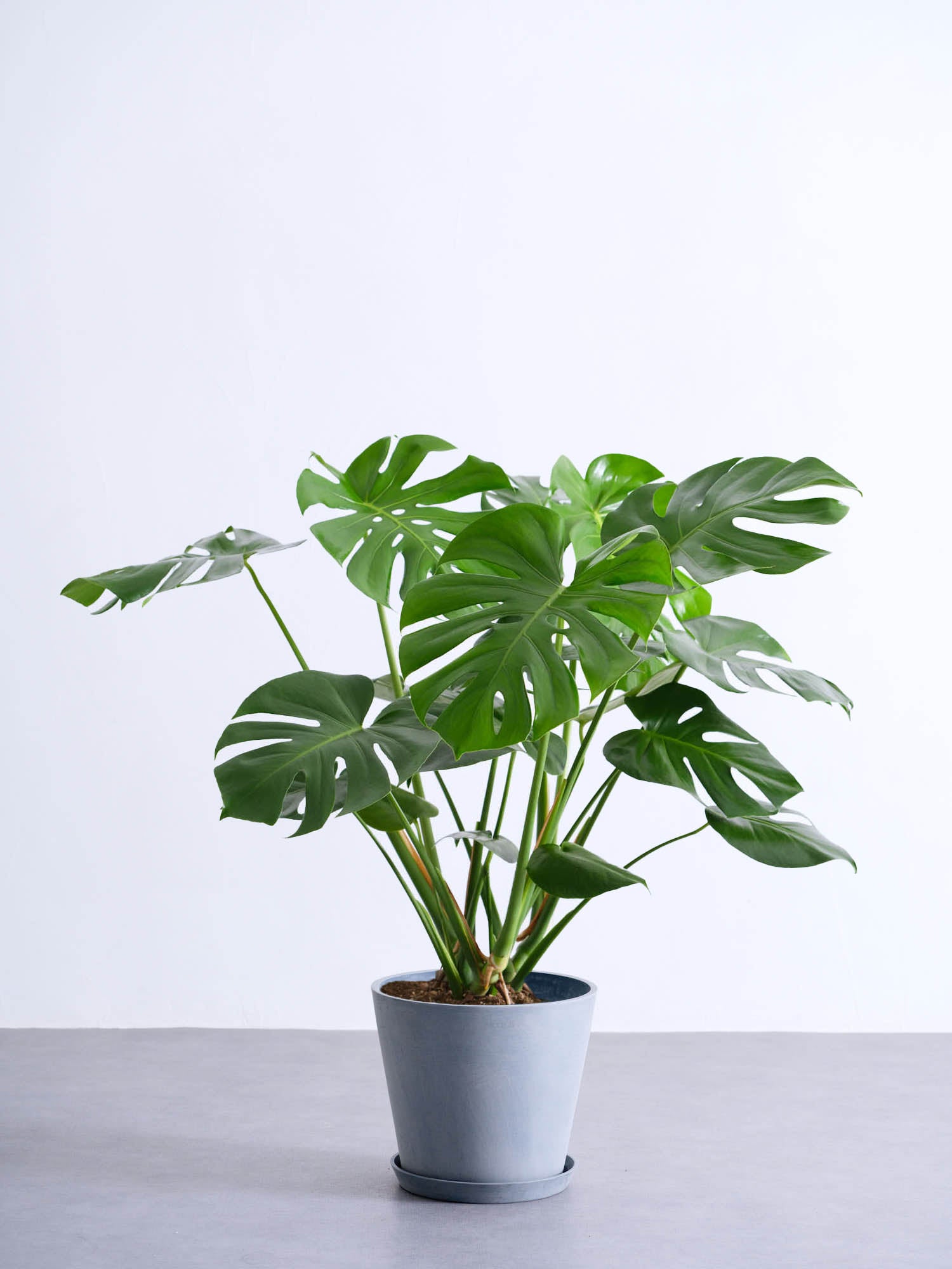 モンステラ 4号8号