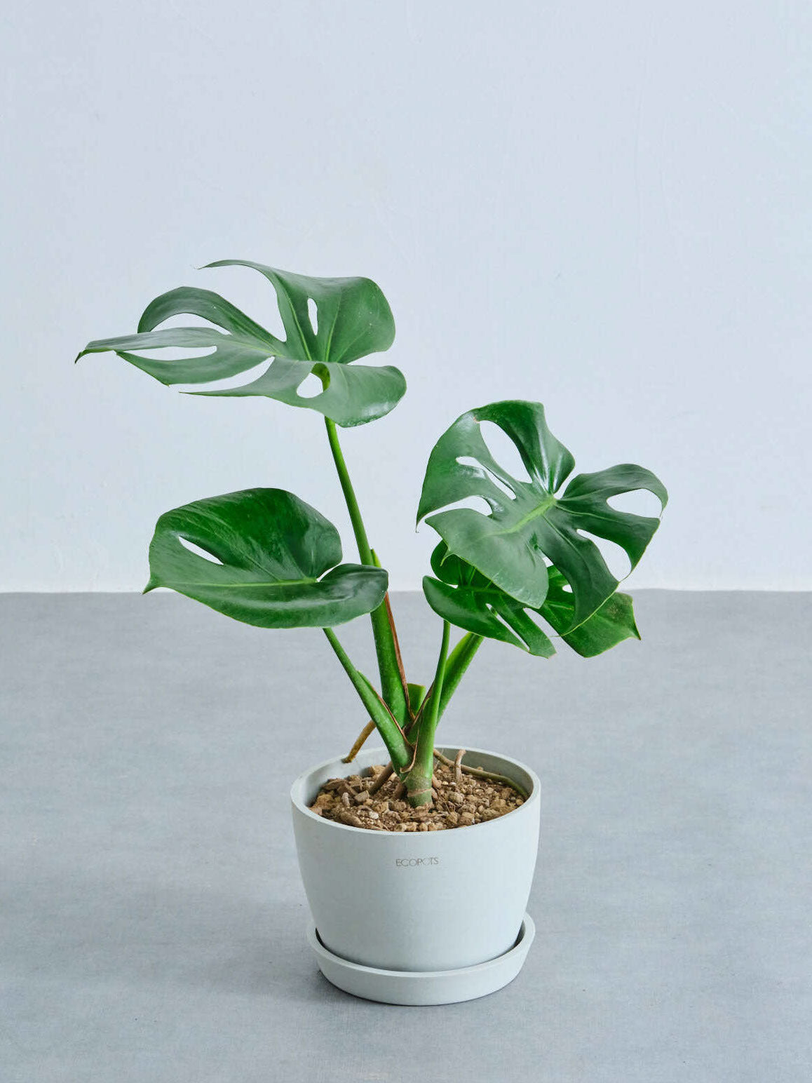 モンステラ・デリシオーサ Table-L