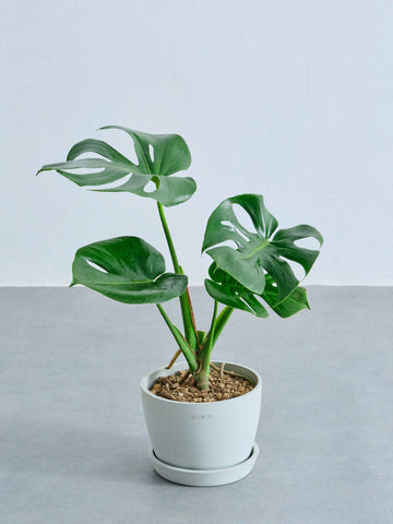 モンステラ・デリシオーサ Table-L