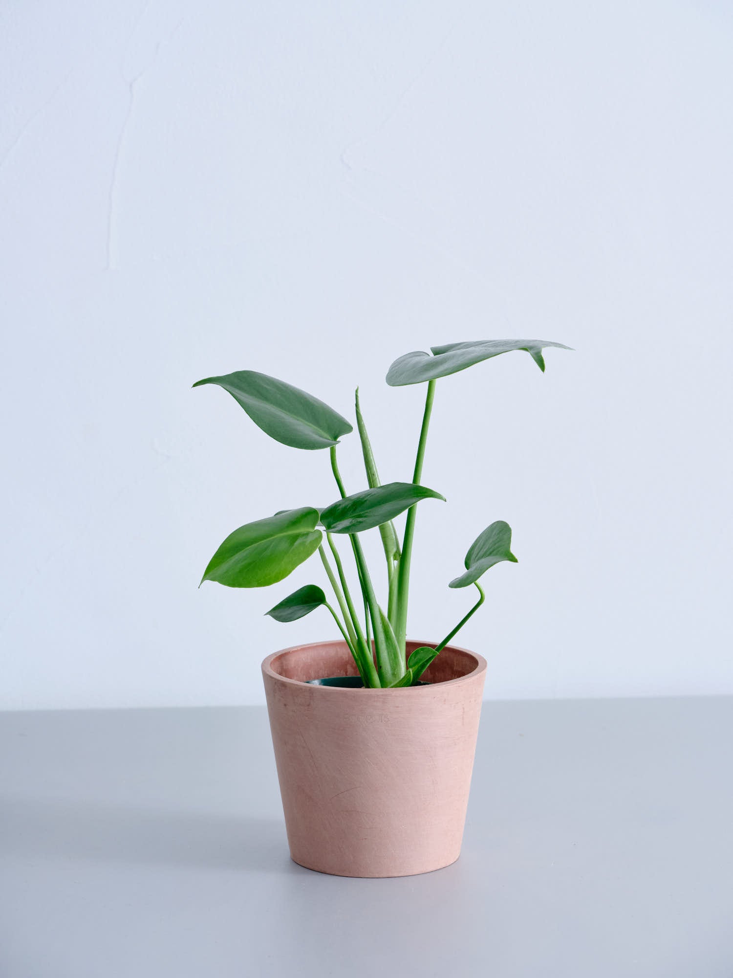 モンステラ・デリシオーサ Table-M