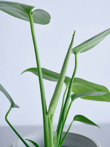 モンステラ・デリシオーサ Table-M