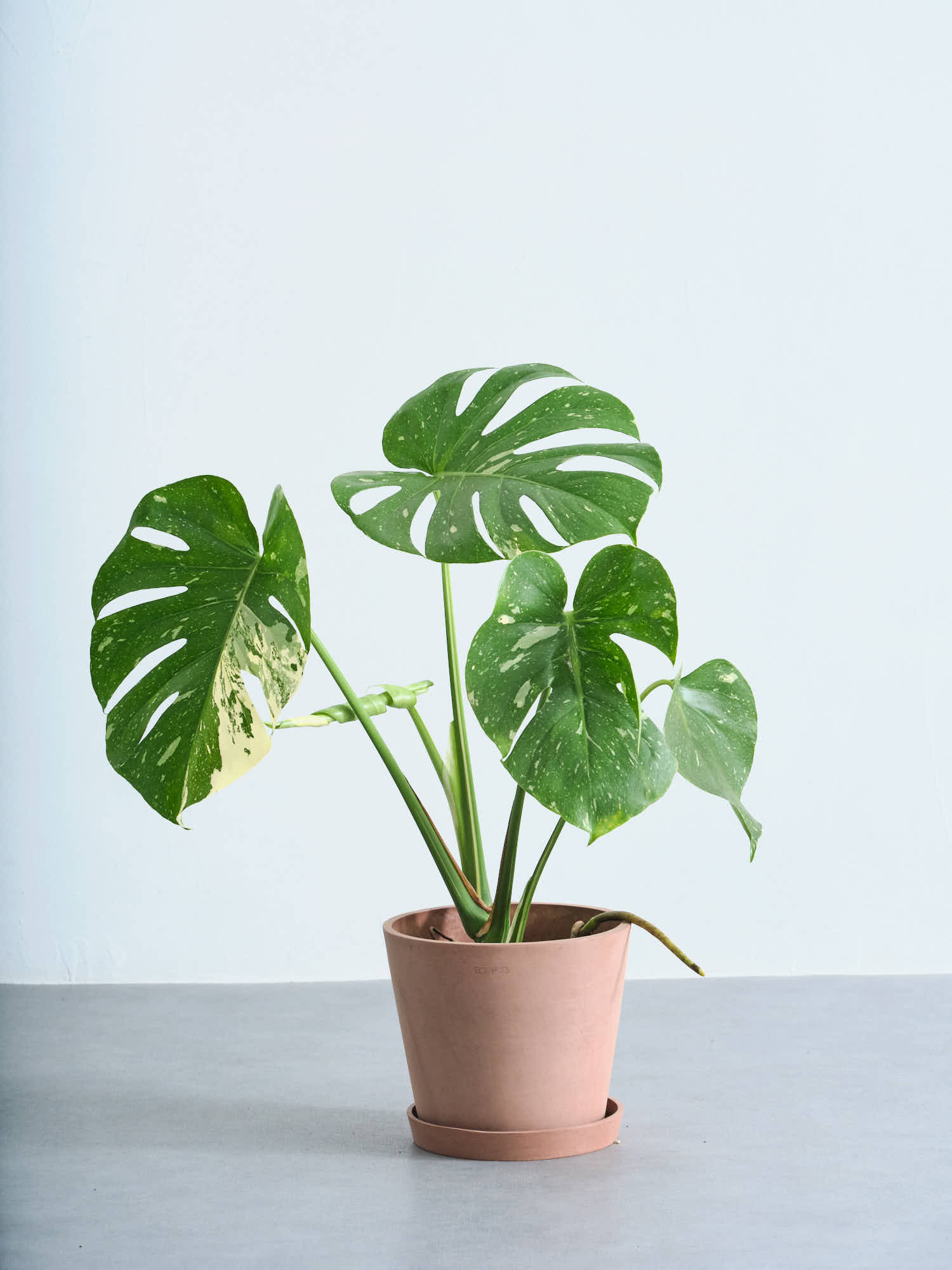 モンステラ・タイコンステレーション S