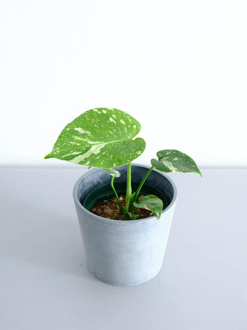 モンステラ 4号