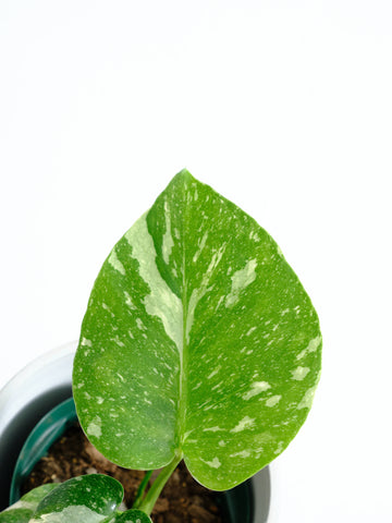 モンステラ・タイコンステレーション Table-M