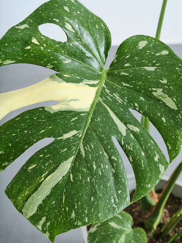 モンステラ・タイコンステレーション S