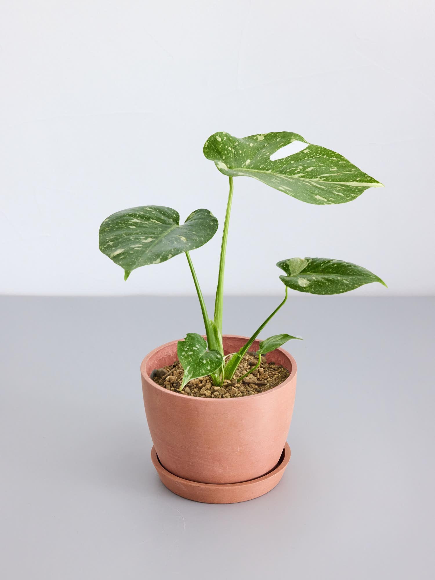 モンステラ・タイコンステレーション Table-L