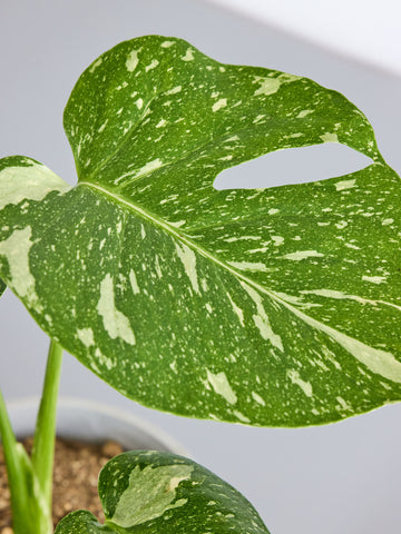 モンステラ・タイコンステレーション Table-L
