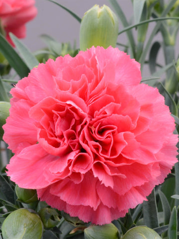 【母の日】カーネーション ももりーな