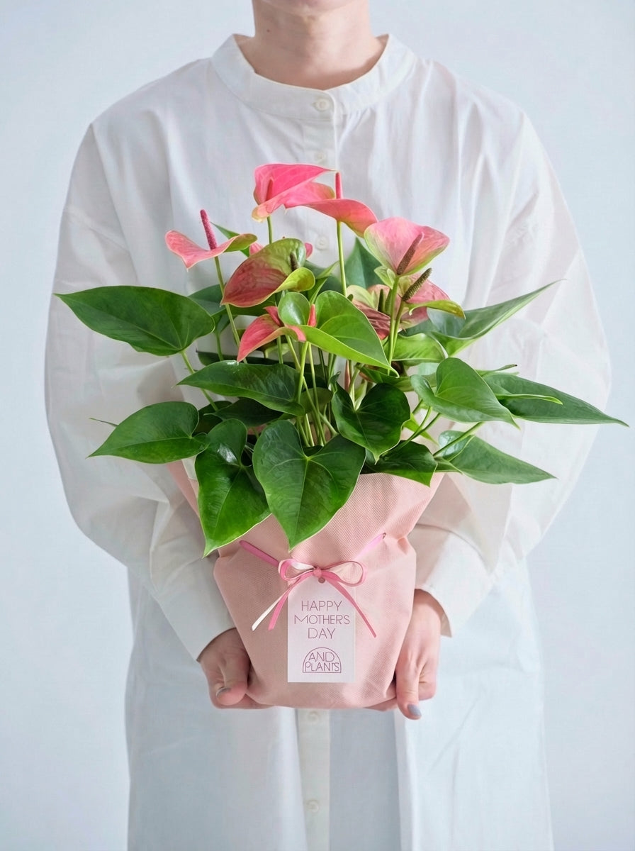 【母の日】アンスリウム  Table-L ピンク