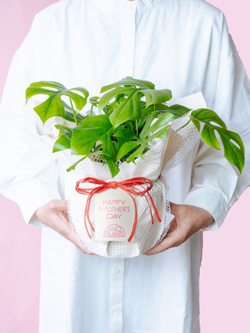 【母の日】ヒメモンステラ Table-L