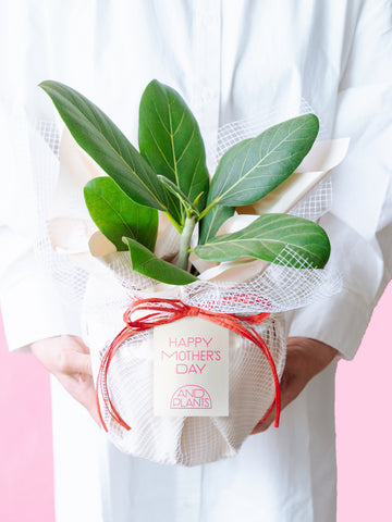 【母の日】フィカス・ベンガレンシス S