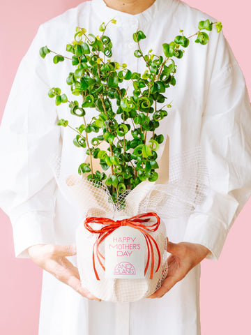 【母の日】フィカス・ベンジャミン・バロック Table-L