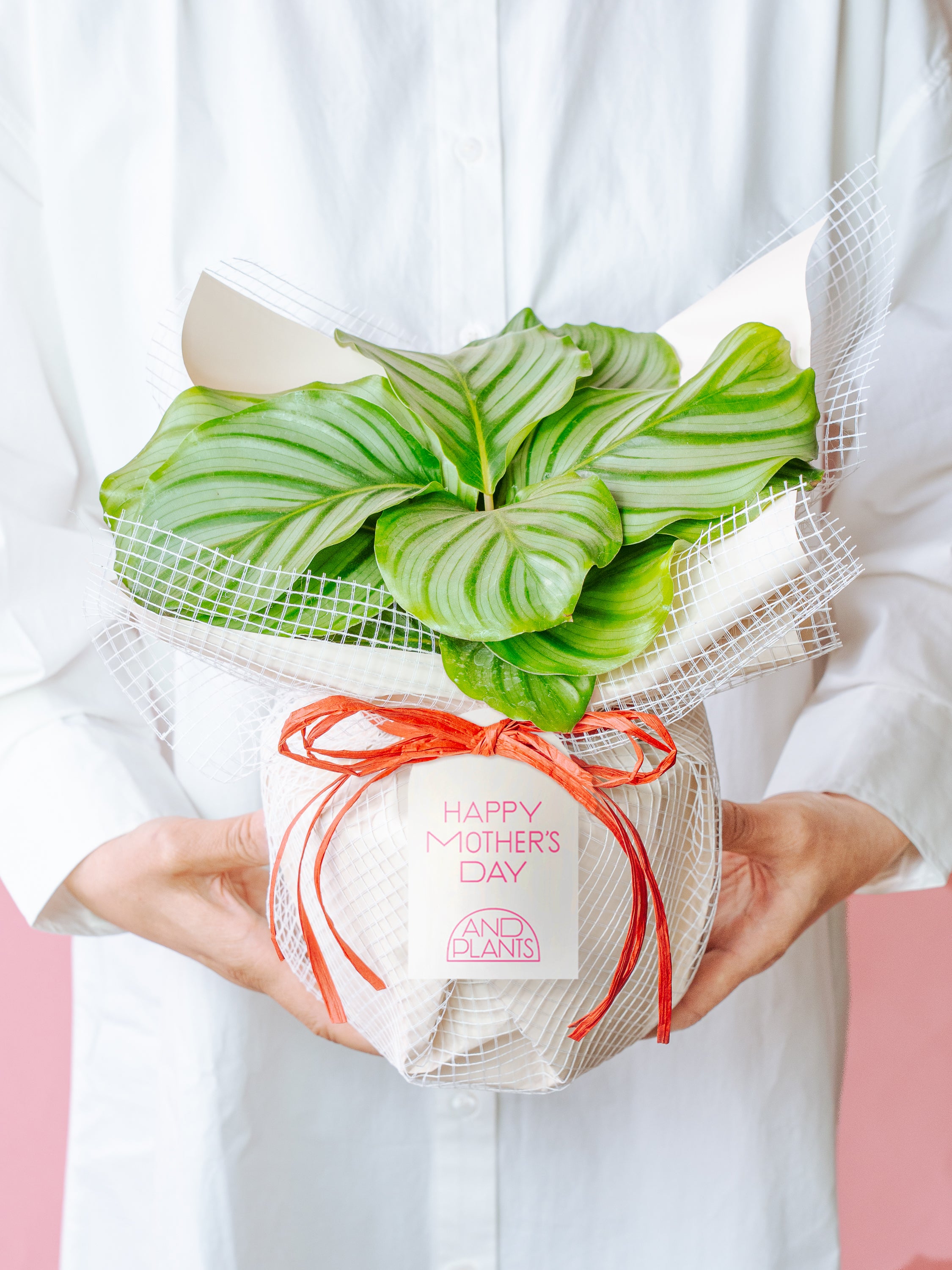 【母の日】カラテア・オービフォリア Table-L