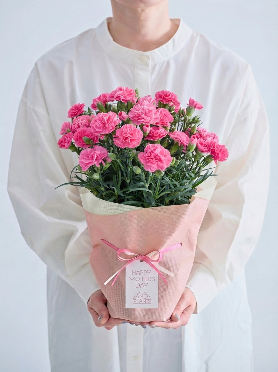 【母の日】カーネーション ももりーな