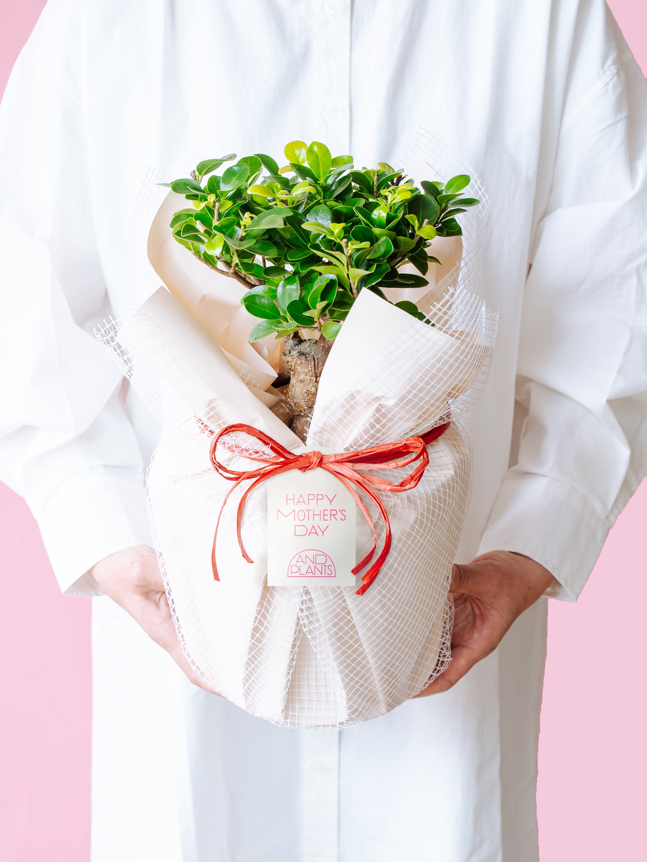 【母の日】ガジュマル S