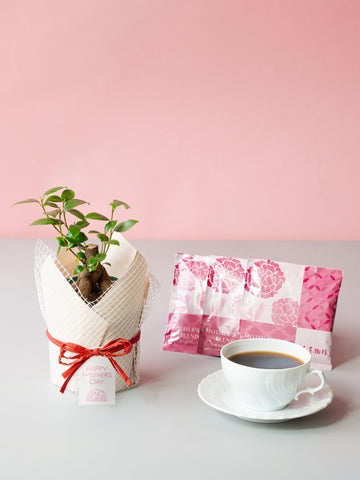 【母の日】ガジュマル Table-S  + 椿屋珈琲3パック