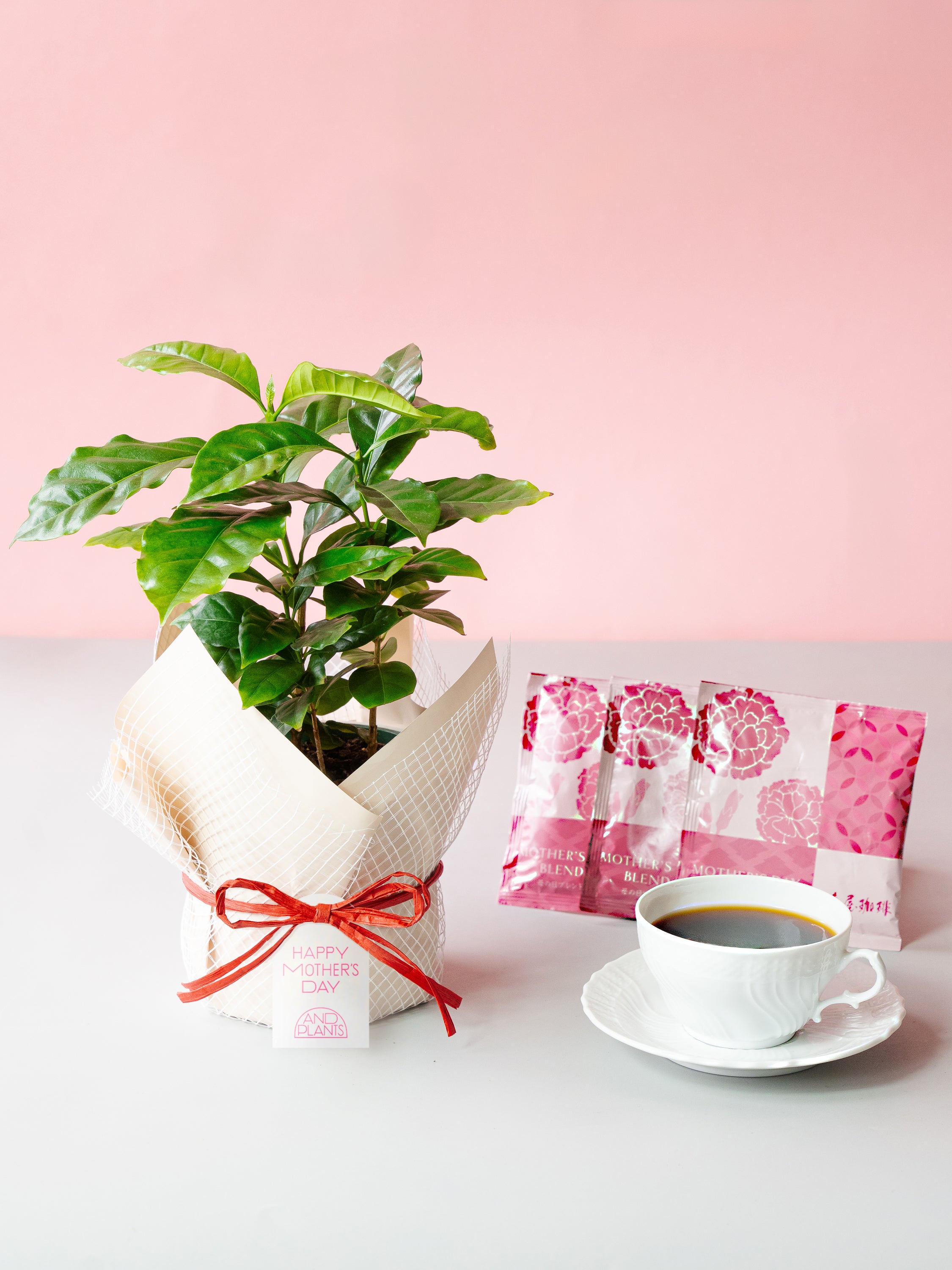 【母の日】コーヒーの木 Table-M + 椿屋珈琲3パック