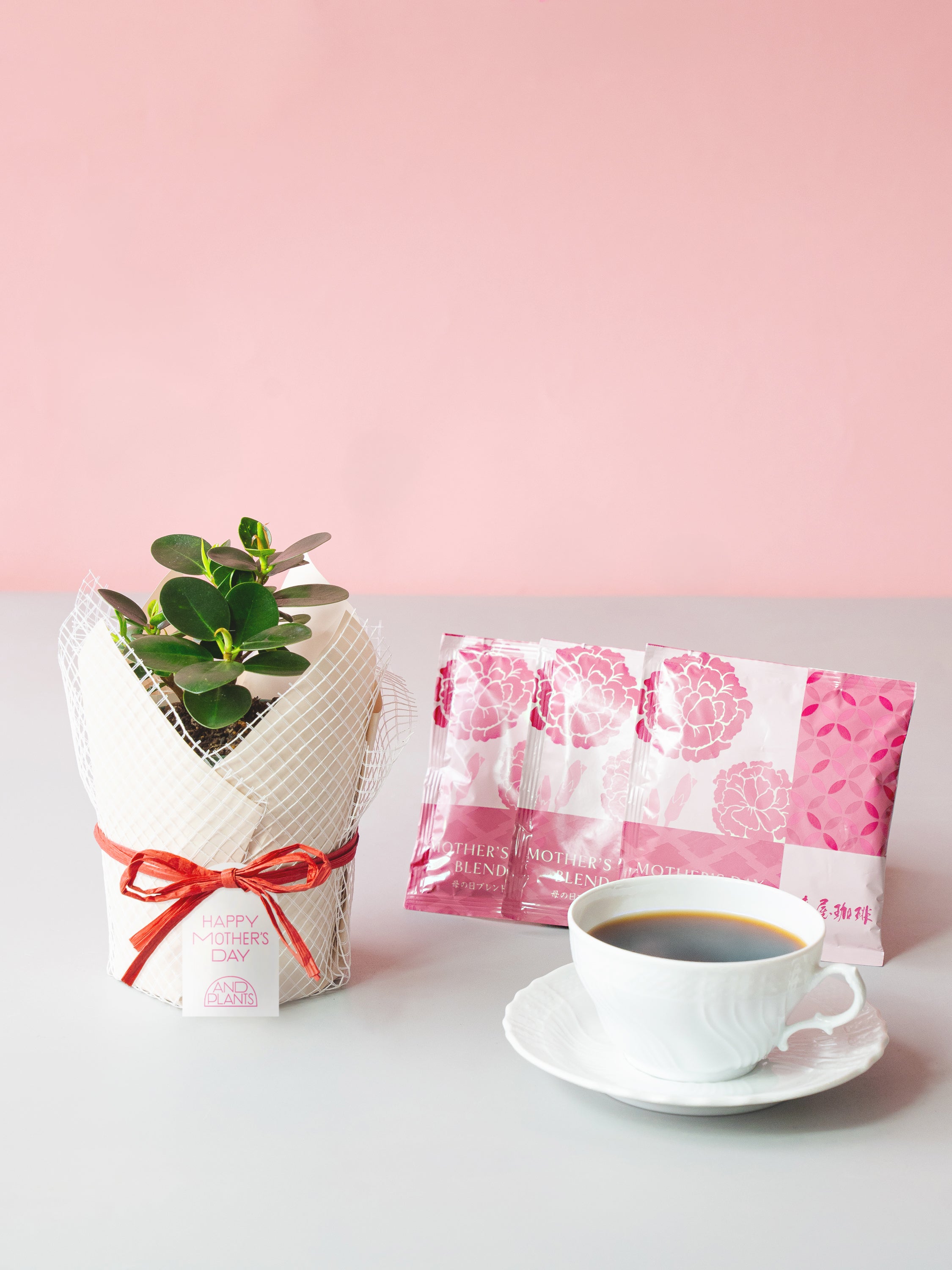 【母の日】パンダガジュマル Table-S + 椿屋珈琲3パック