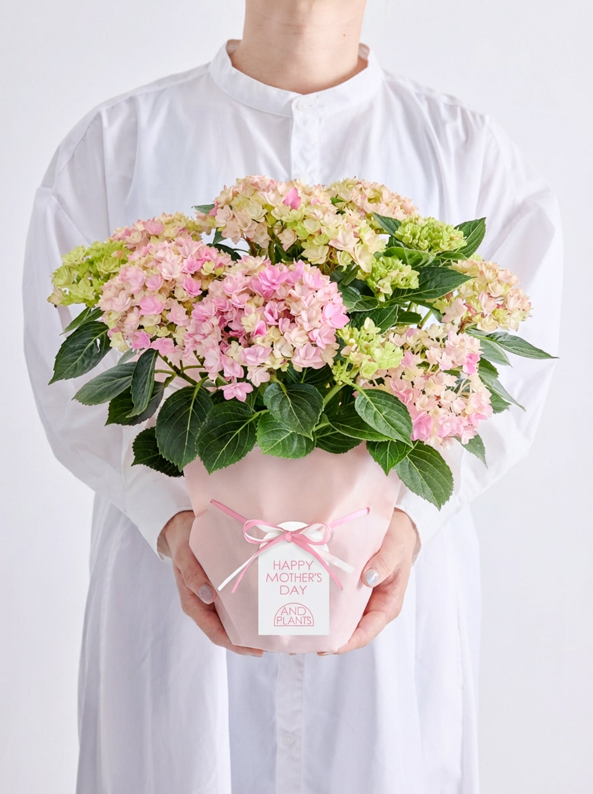 【母の日】アジサイ 星あつめ