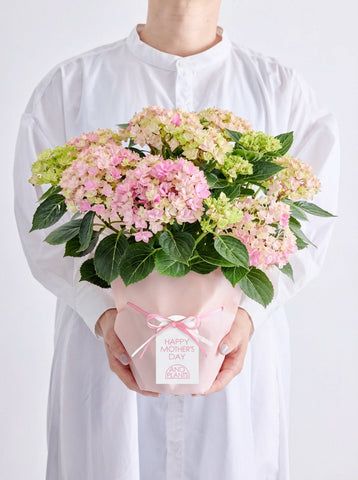 【母の日】アジサイ 星あつめ