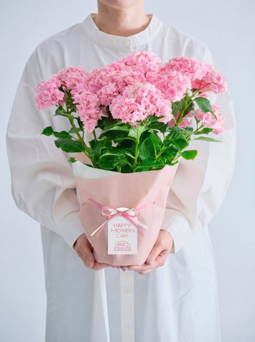 【母の日】アジサイ ユーミートゥギャザー