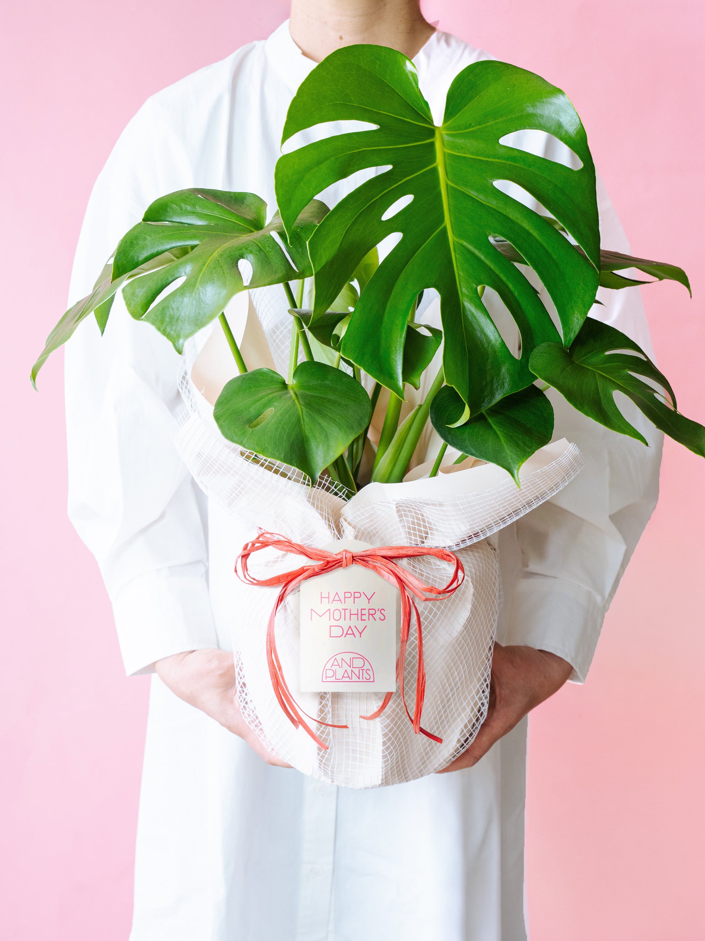 【母の日】モンステラ・デリシオーサ S