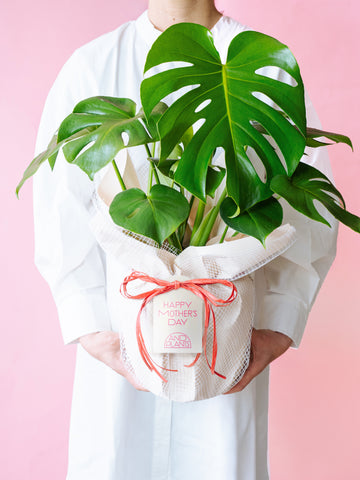 【母の日】モンステラ・デリシオーサ S