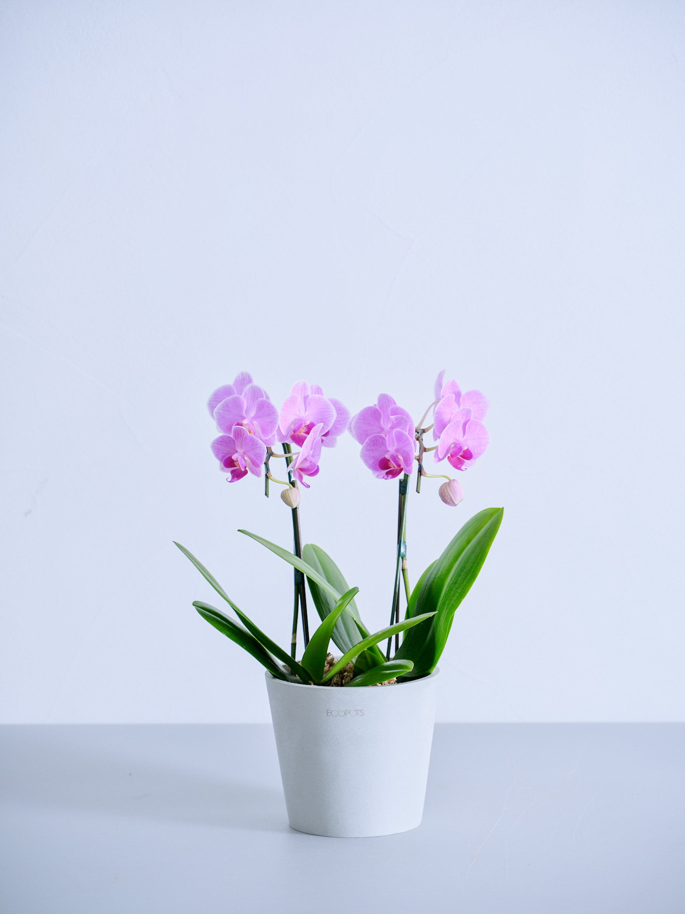 【母の日】胡蝶蘭ミディ 2本立 Table-M ピンク